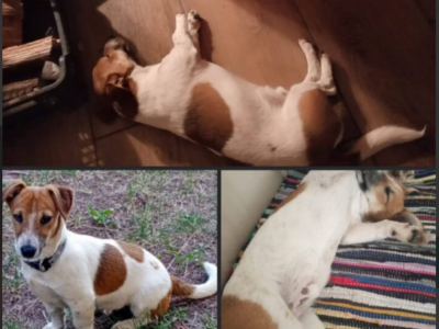 Zaginął Piesek Piko