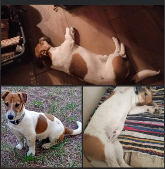 Zaginął Piesek Piko