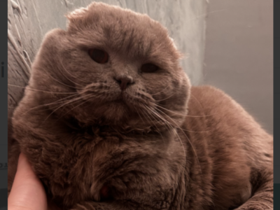 Zaginął Kotek Riczi