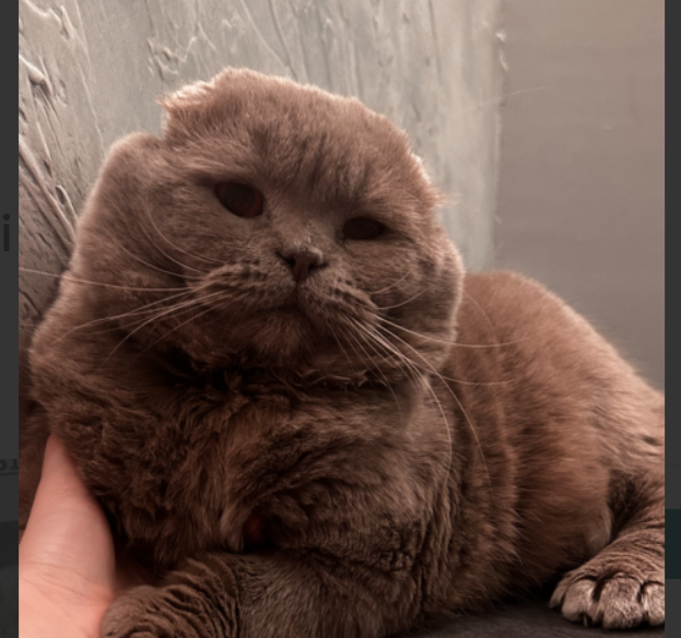 Zaginął Kotek Riczi