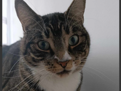 Zaginął 5 letni kocurek - Rumia ul. Poznańska