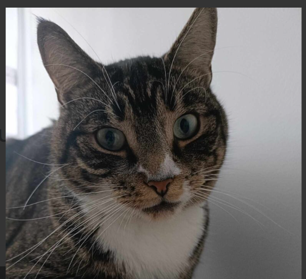 Zaginął 5 letni kocurek - Rumia ul. Poznańska