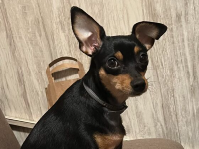 Zaginęła sunia Lala