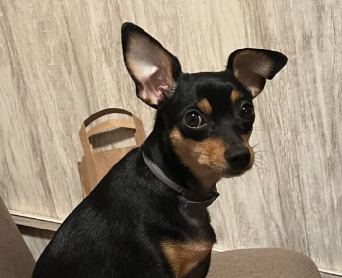 Zaginęła sunia Lala