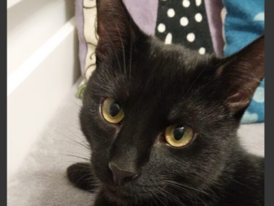 Zaginął kotek Nordic