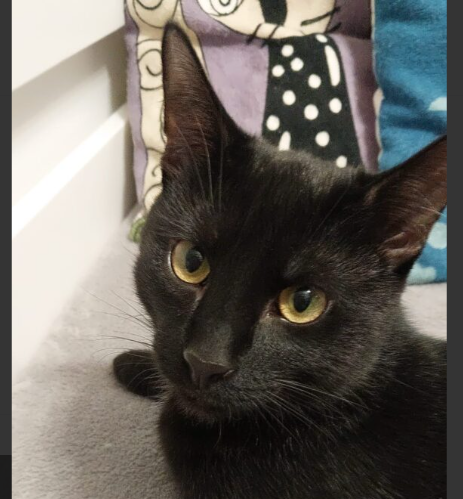 Zaginął kotek Nordic