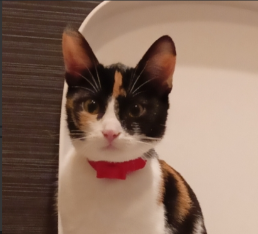 Zaginęła Florka młoda drobna kotka