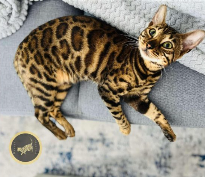 Zaginęła kotka Inka