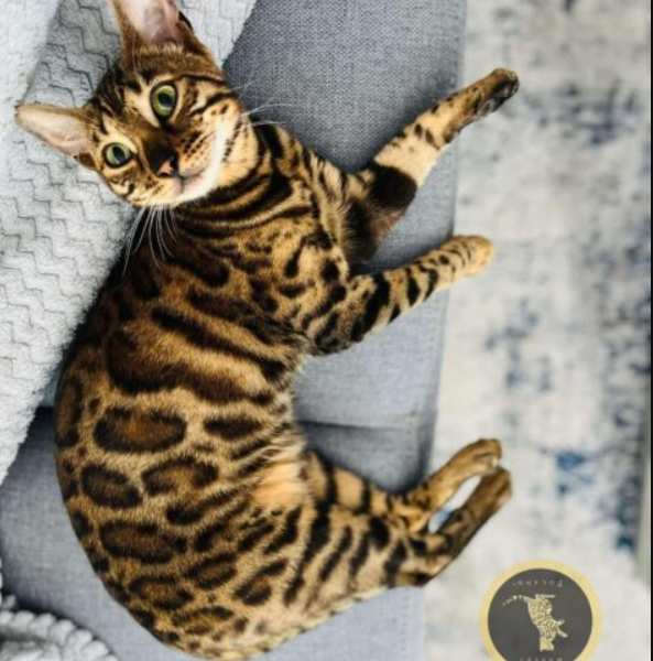 Zaginęła kotka Inka