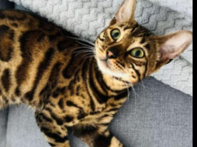 Zaginęła kotka Inka