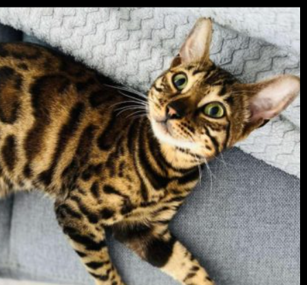 Zaginęła kotka Inka