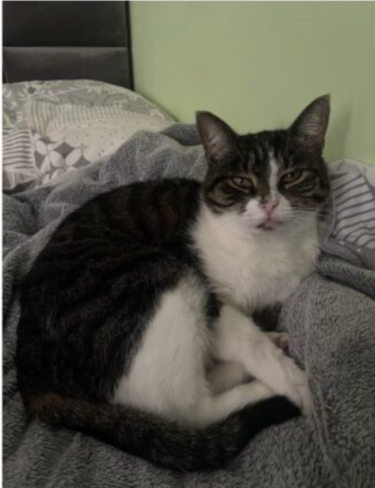 Zaginęła kotka Elza