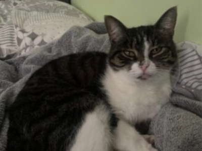 Zaginęła kotka Elza