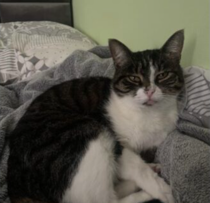 Zaginęła kotka Elza