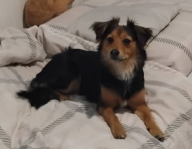 Zaginęła sunia Kluska