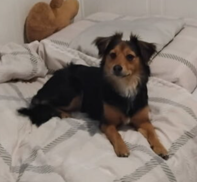 Zaginęła sunia Kluska