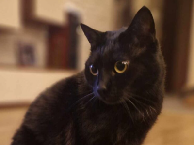 Zaginęła Kotka Kuki