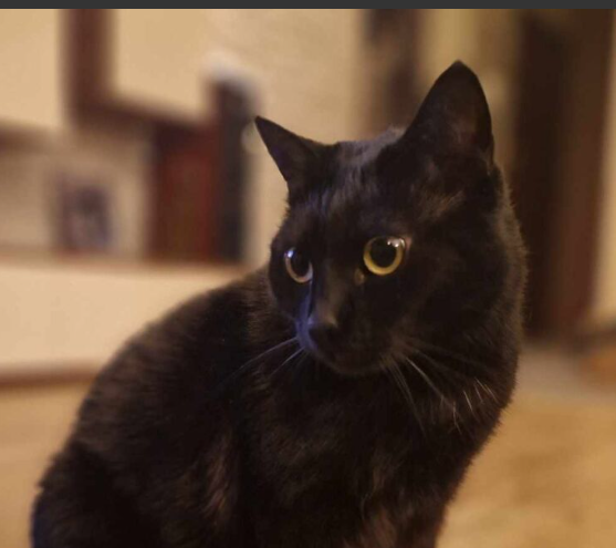 Zaginęła Kotka Kuki