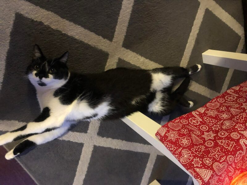 Zaginął kot Groszek