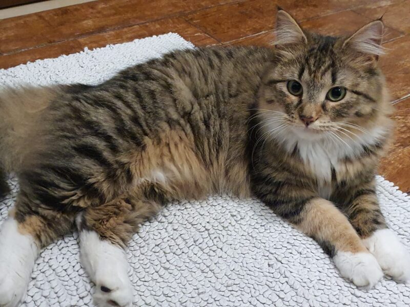 Zaginęła Kotka w Białymstoku