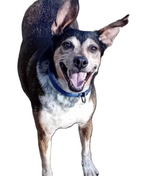 Zaginął pies Bazyl