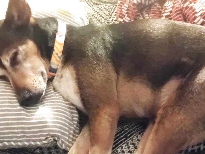 Zaginął pies Bazyl