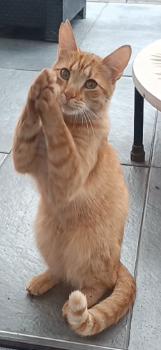 Zaginął rudy kot w Modlnicy