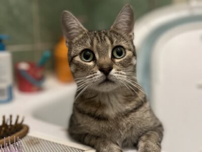 ZAGINĘŁA KOTKA KIRA !