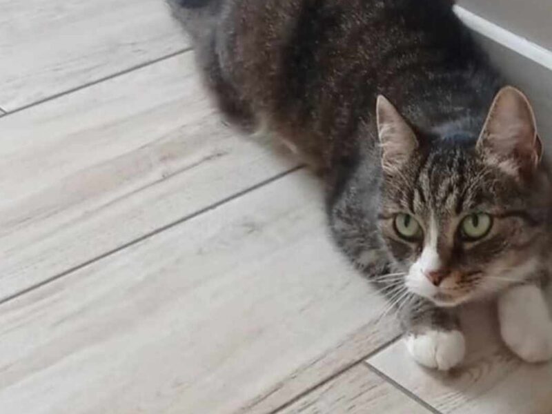 ZAGINĘŁA KOTKA! NAGRODA ZA ZNALEZIENIE