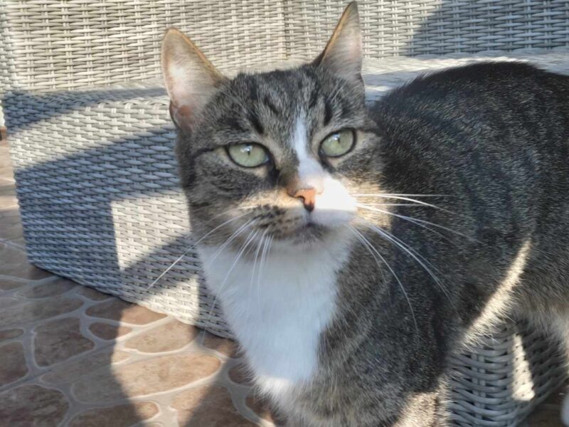 ZAGINĘŁA KOTKA! NAGRODA ZA ZNALEZIENIE