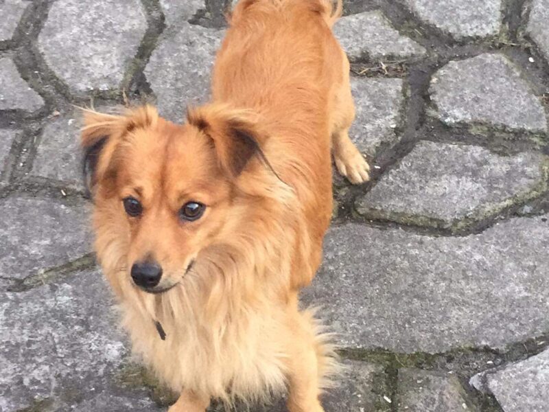 Zaginął piesek Karmelek