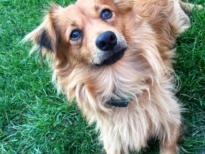 Zaginął piesek Karmelek