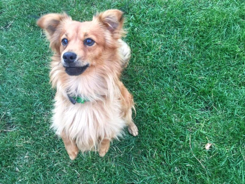 Zaginął piesek Karmelek