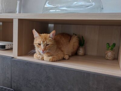 Zaginął rudy kot w Modlnicy