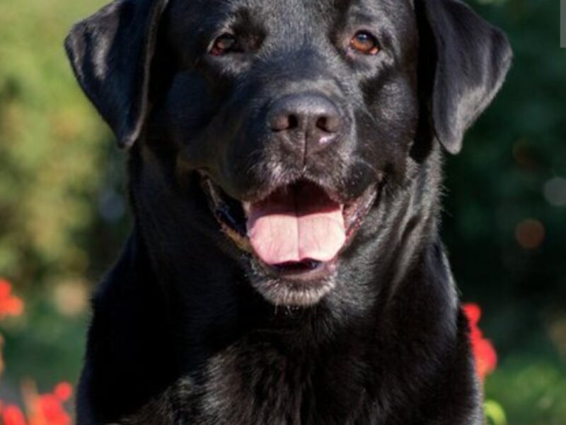 Zaginął pies rasy labrador czarny sunia