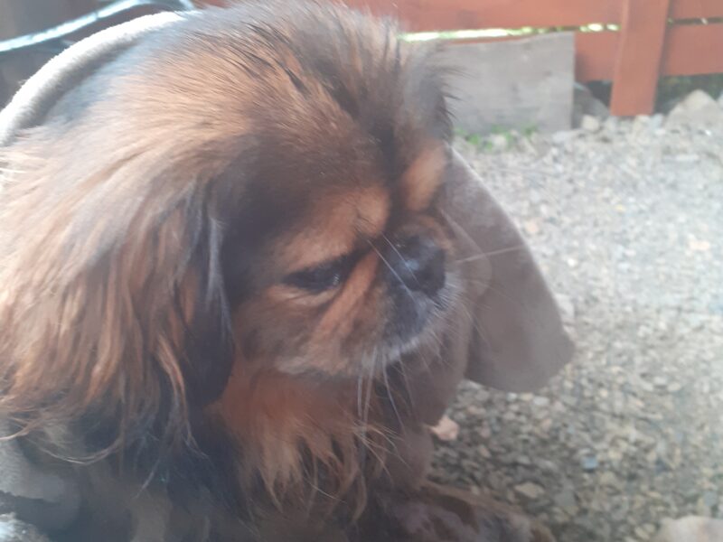 Zaginęła Sunia Pekińczyk