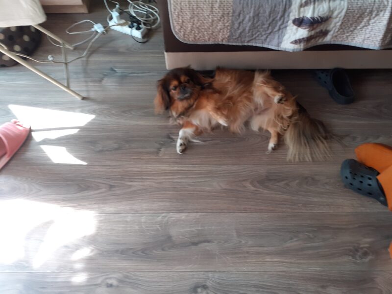 Zaginęła Sunia Pekińczyk