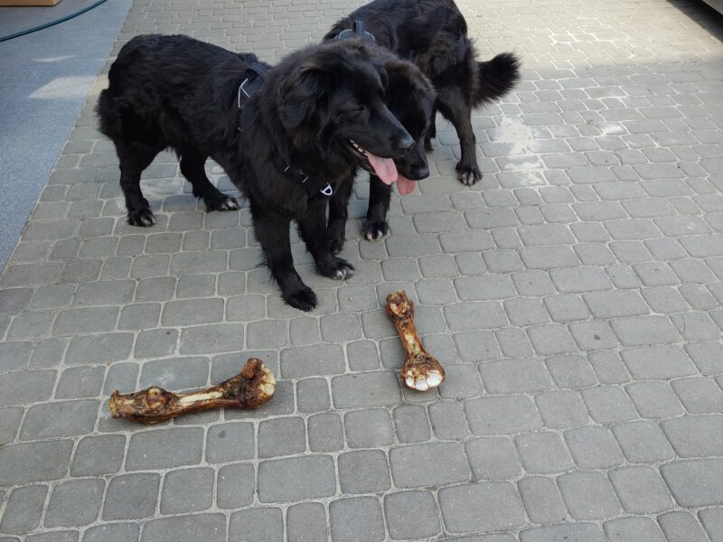 Zaginął Czarny Owczarek Klara