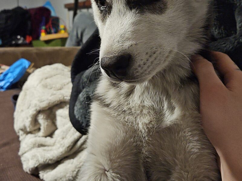 Zaginęła sunia Luna