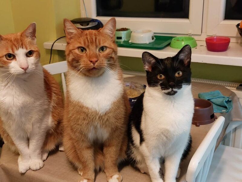 Zaginął kot Boguś