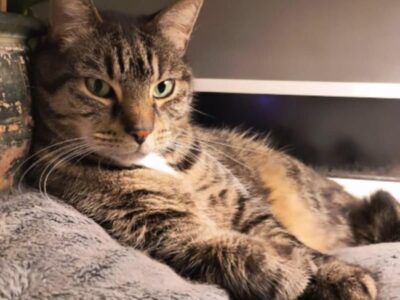 ZAGINĄŁ KOT // Gdańsk Oliwa