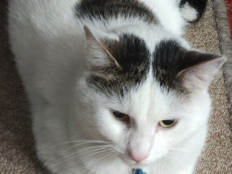 ZAGINĄŁ KOTEK - Warszawa Wesoła (zielona)