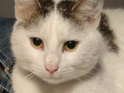 ZAGINĄŁ KOTEK - Warszawa Wesoła (zielona)