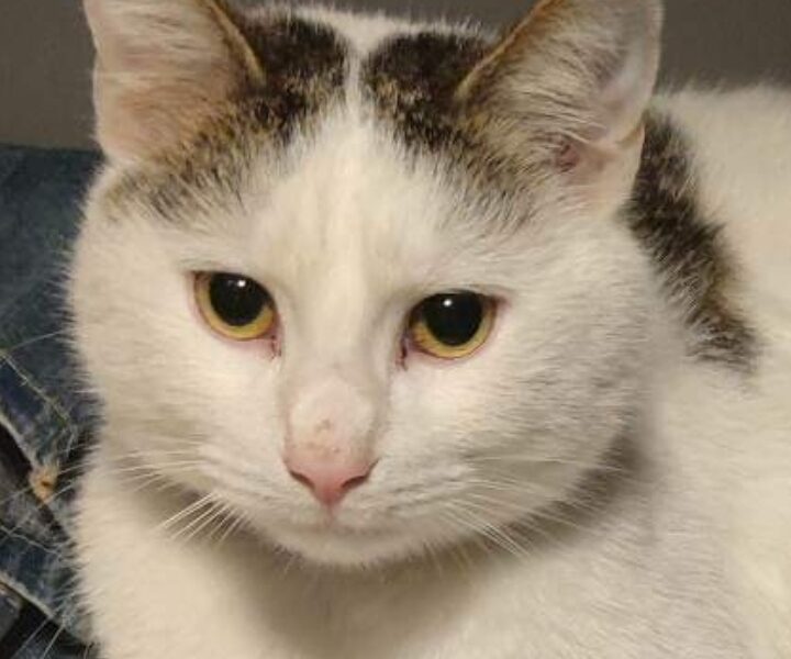 ZAGINĄŁ KOTEK - Warszawa Wesoła (zielona)