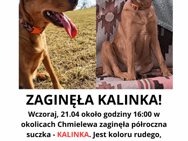 Zaginęła KALINKA
