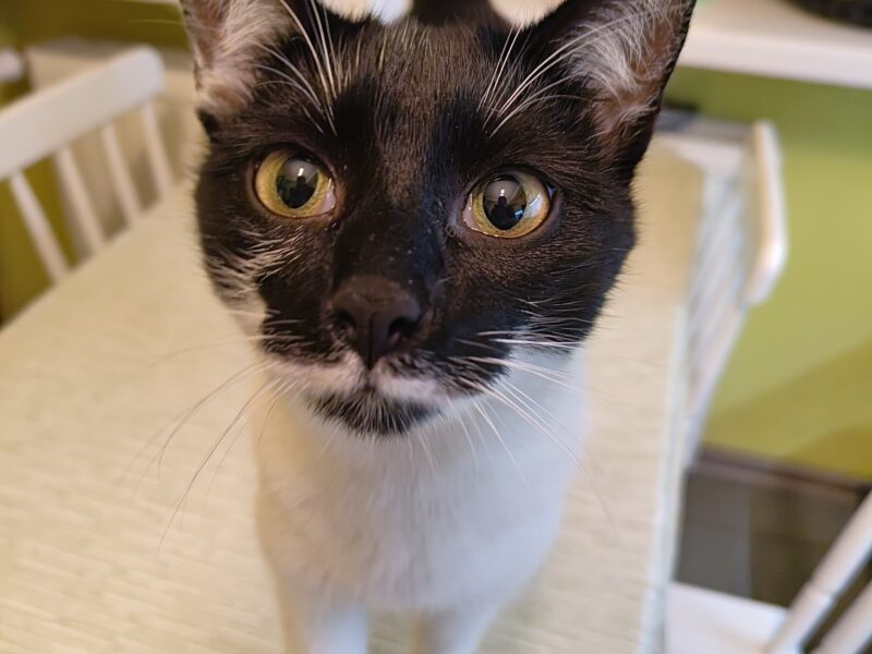 Zaginął kot Boguś