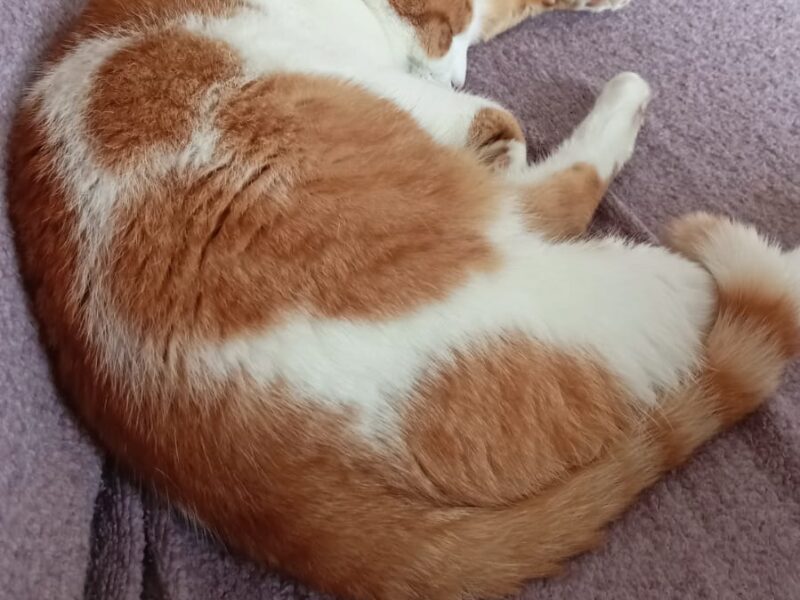 Zaginął kocurek Blue