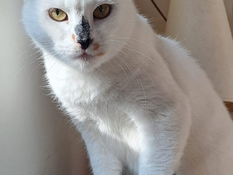 Zaginęła kotka Kitty