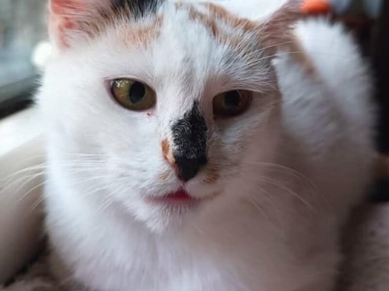 Zaginęła kotka Kitty