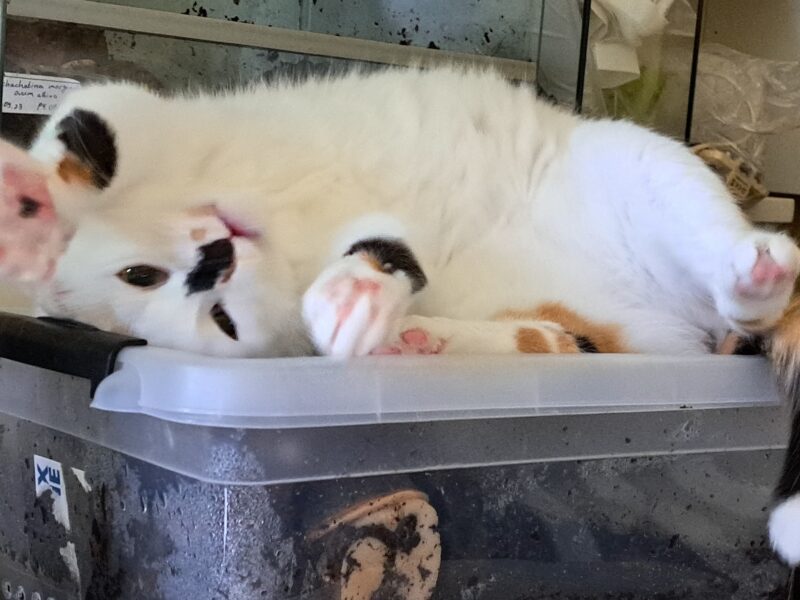 Zaginęła kotka Kitty